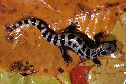 Marbled salamander (Ambystoma opacum)  Credit: Jack Ray